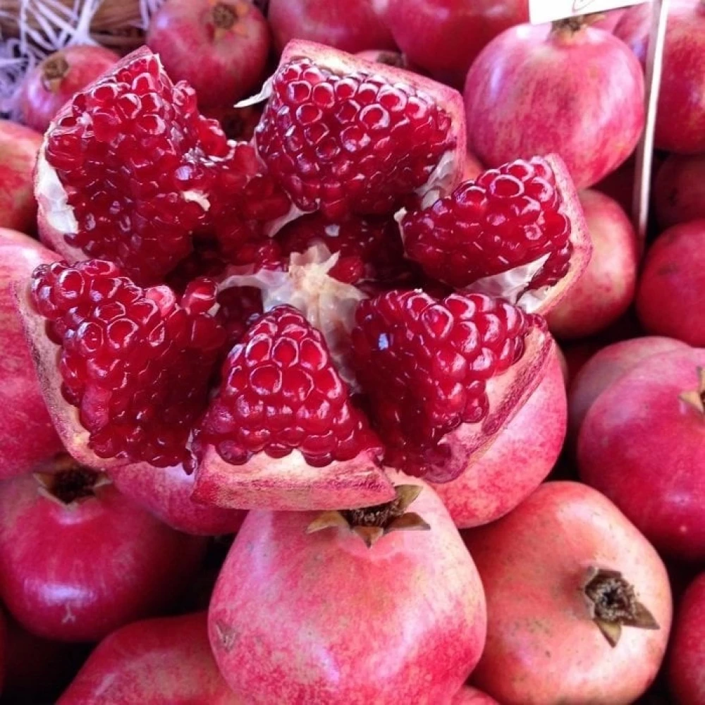 Devedişi Nar Fidanı (4 Yaşında 130-150 cm)