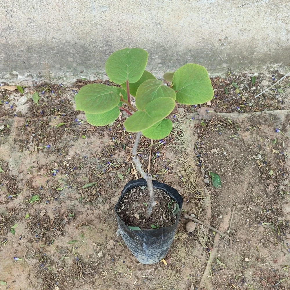 Hayward Dişi Kivi Fidanı (2 Yaşında 40-60 cm)