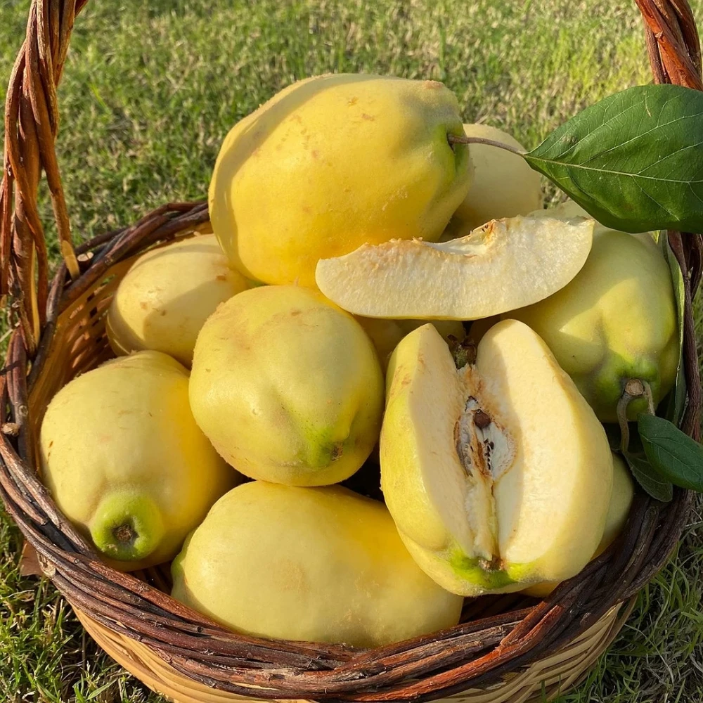 Ekmek Ayvası Fidanı (4 Yaşında 130-150 cm)