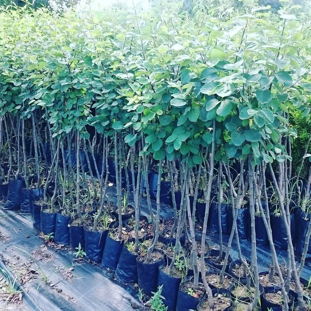 Ekmek Ayvası Fidanı (4 Yaşında 130-150 cm)