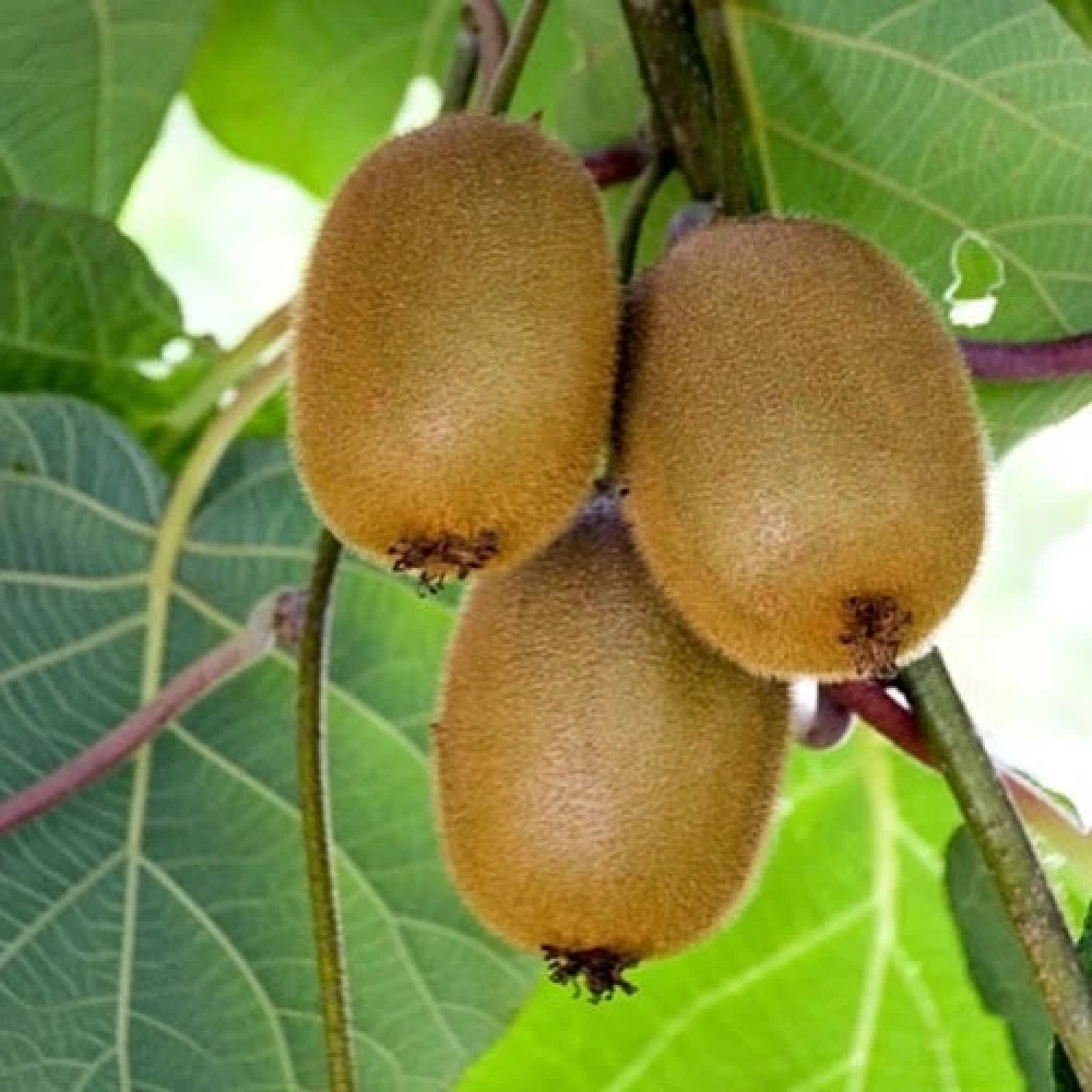 Hayward Erkek Kivi Fidanı (2 Yaşında 40-60 cm)