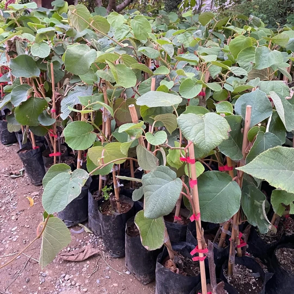 Hayward Erkek Kivi Fidanı (2 Yaşında 40-60 cm)