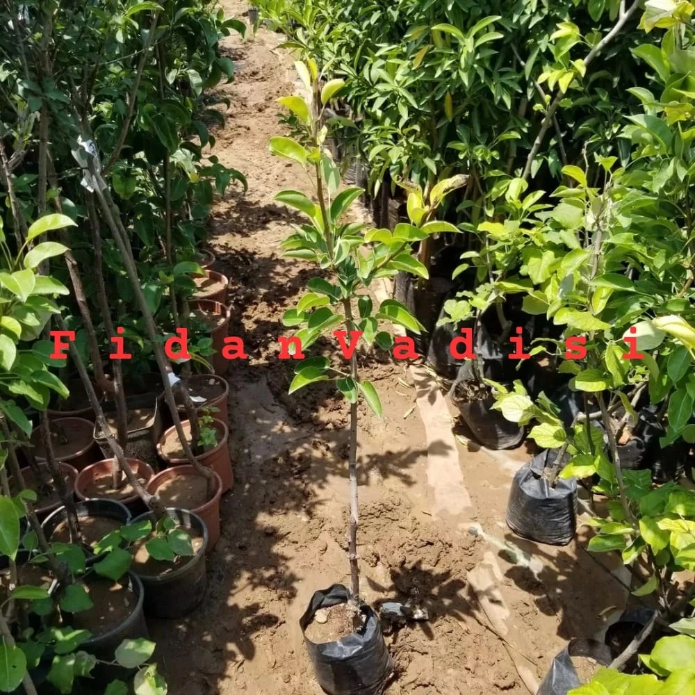 Etruşka Armut Fidanı (2 Yaşında 80-100 cm)