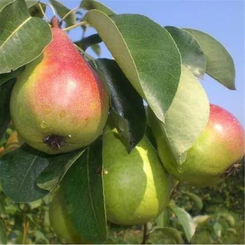 Etruşka Armut Fidanı (4 Yaşında 130-150 cm)