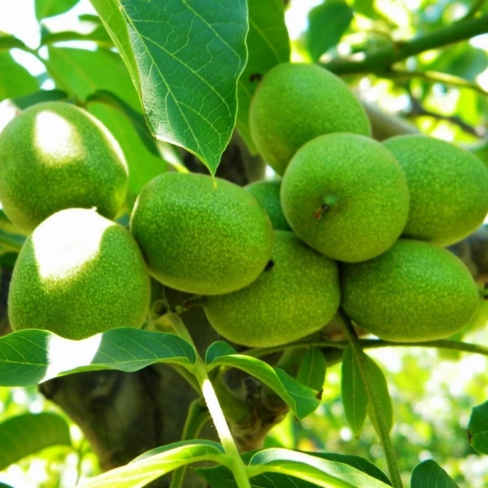 Fernor Ceviz Fidanı (4 Yaşında 130-150 cm)