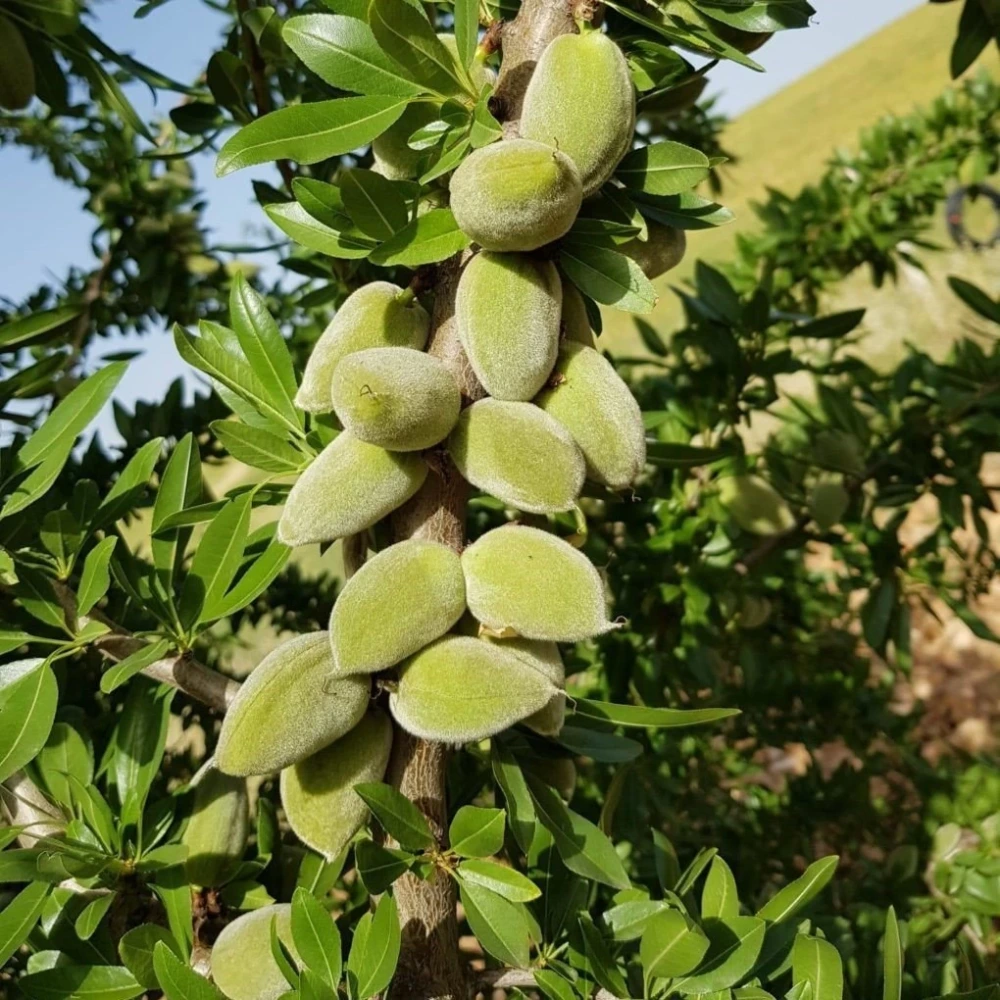 Ferradual Badem Fidanı (3 Yaşında 100-120 cm)