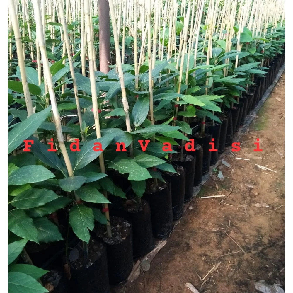 Fuerte Avokado Fidanı (1 Yaşında 50-80 cm)