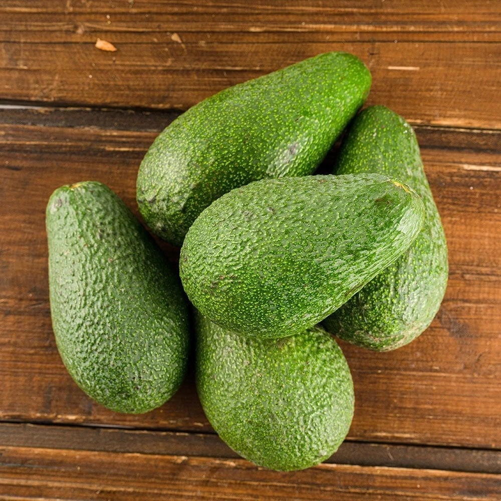 Fuerte Avokado Fidanı (3 Yaşında 100-120 cm)