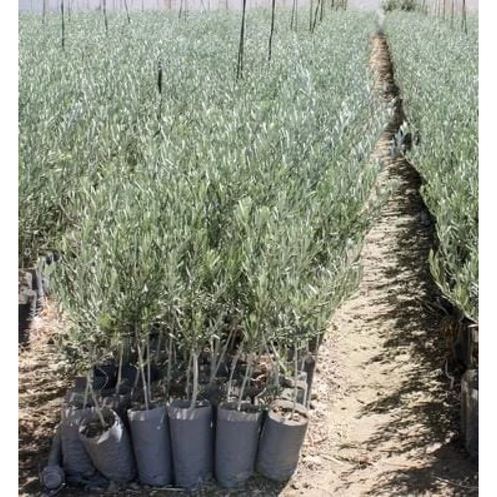 Gemlik (Trilye) Zeytin Fidanı (2 Yaşında 80-100 cm)