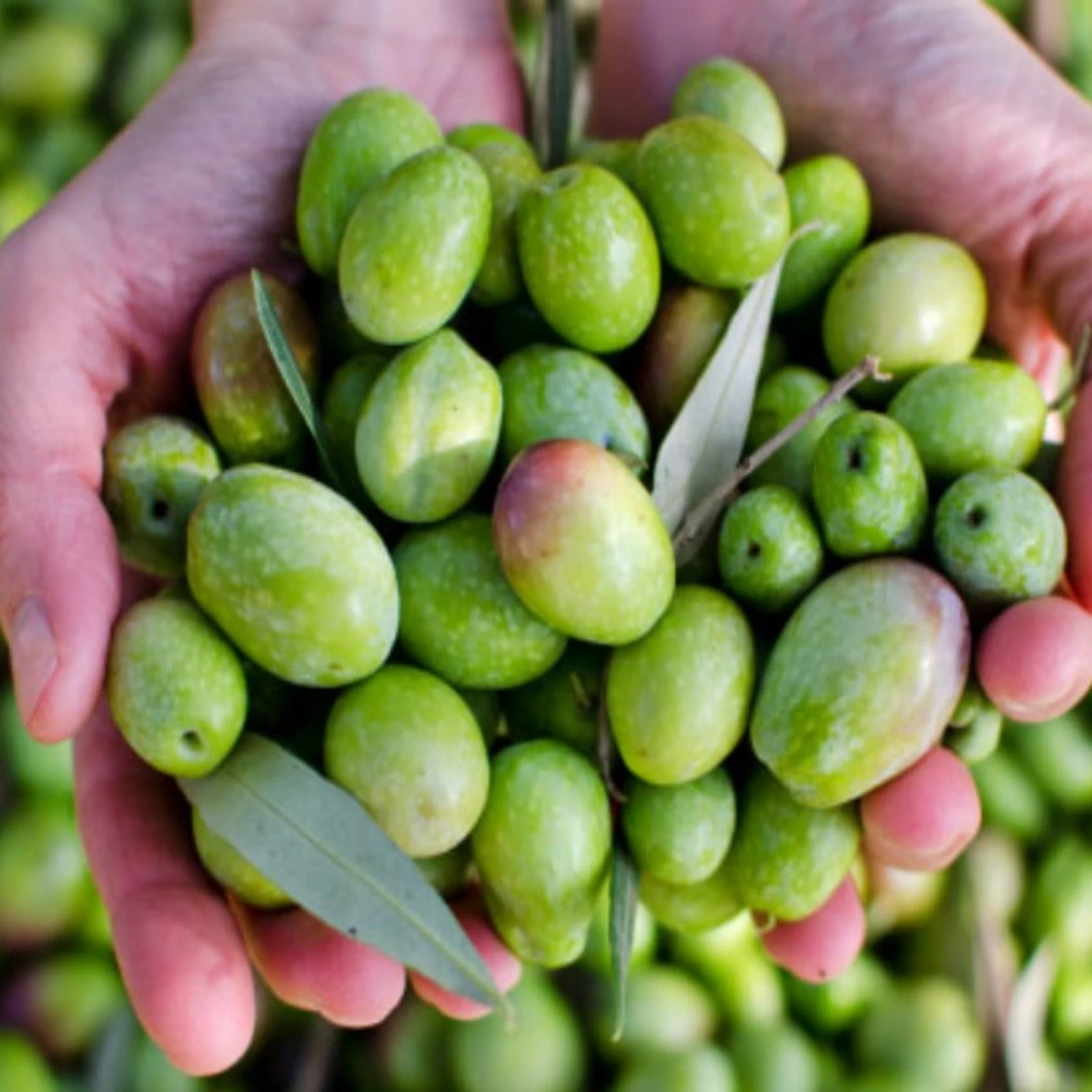 Gemlik (Trilye) Zeytin Fidanı (2 Yaşında 80-100 cm)