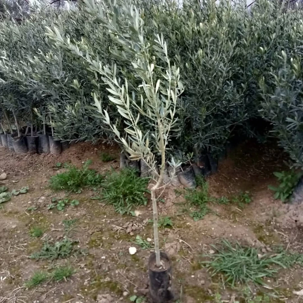Gemlik (Trilye) Zeytin Fidanı (2 Yaşında 80-100 cm)