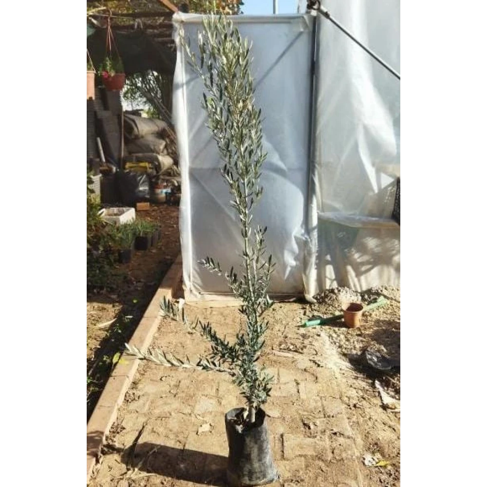 Gemlik (Trilye) Zeytin Fidanı (4 Yaşında 130-150 cm)