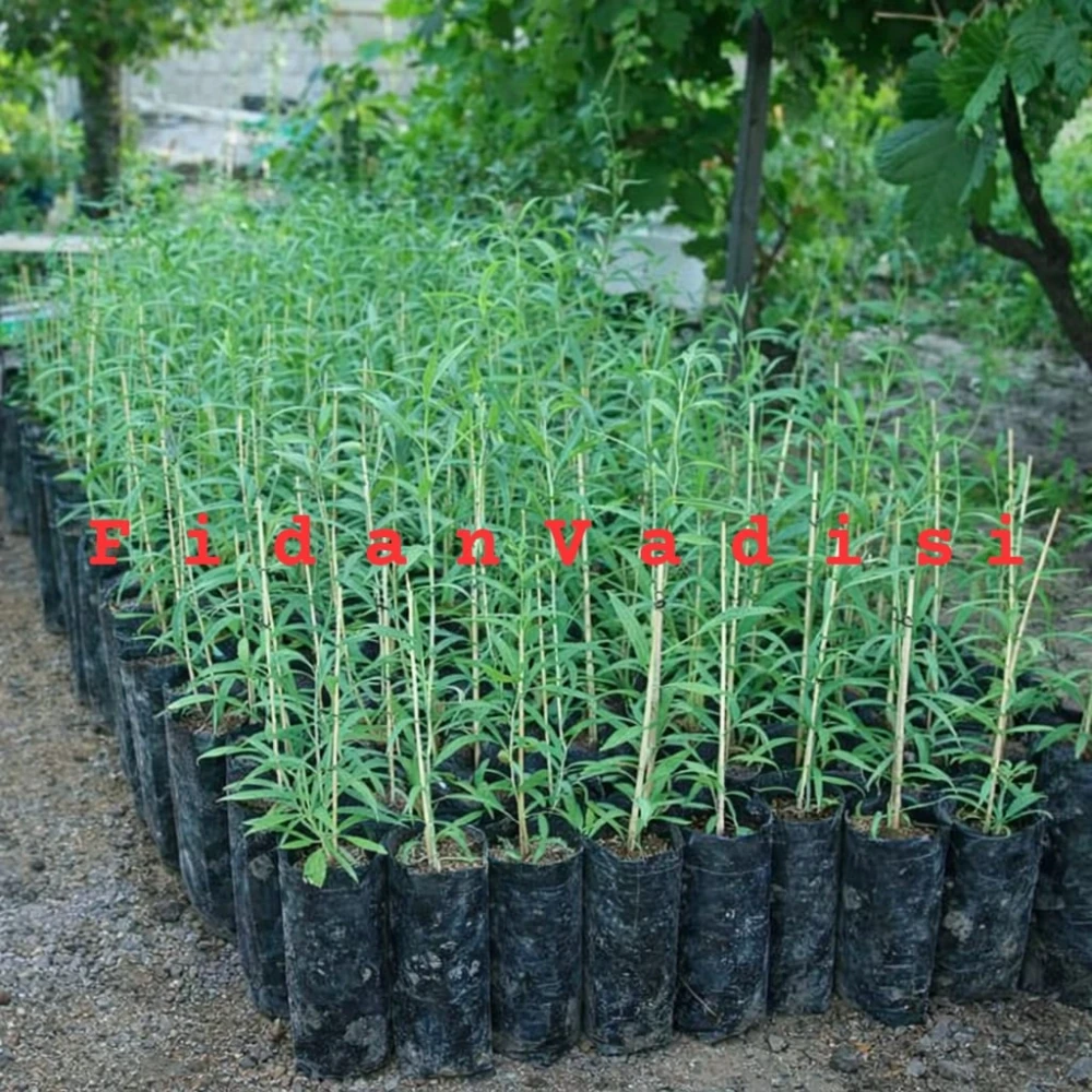 Goji Berry (Kurt Üzümü) Fidanı (1 Yaşında 50-70 cm)
