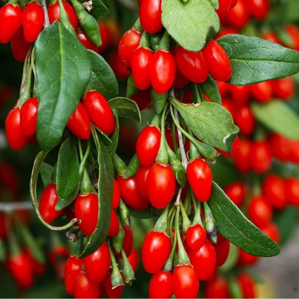 Goji Berry (Kurt Üzümü) Fidanı