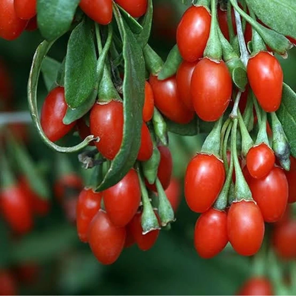 Goji Berry (Kurt Üzümü) Fidanı