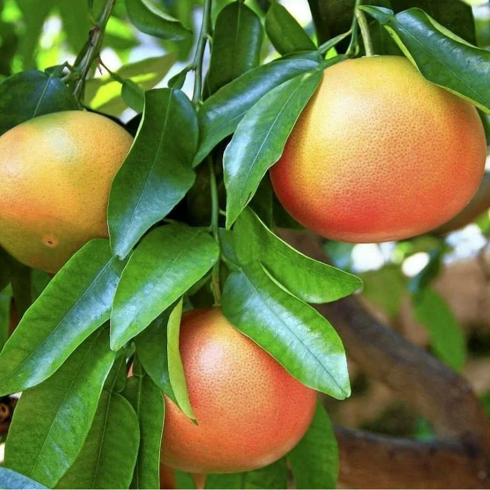 Greyfurt Fidanı (3 Yaşında 100-120 cm)