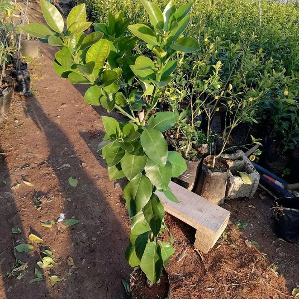 Greyfurt Fidanı (3 Yaşında 100-120 cm)