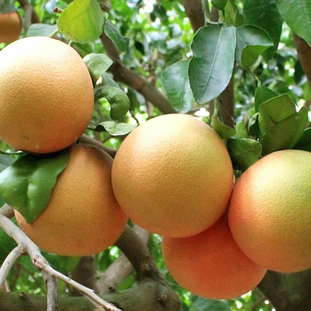 Greyfurt Fidanı (3 Yaşında 100-120 cm)