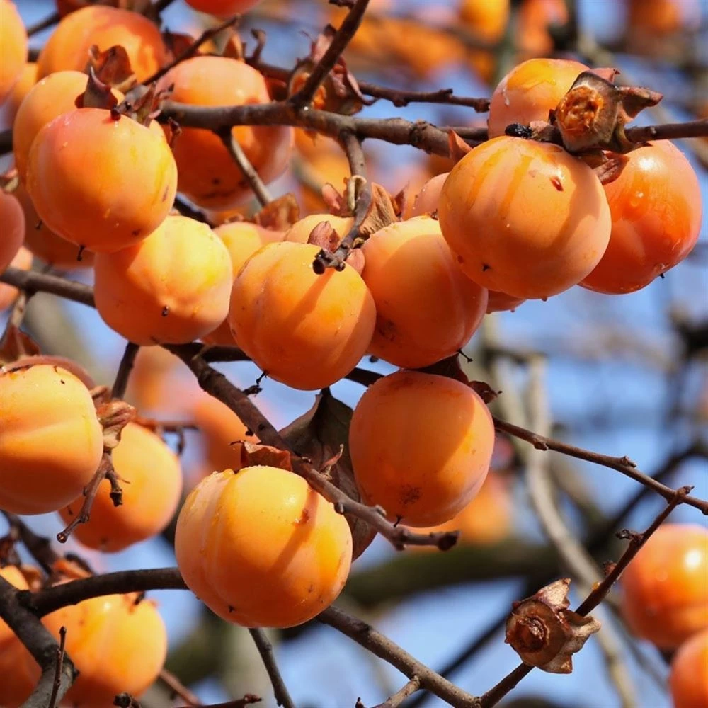 Hanna Fuyu Trabzon Hurması Fidanı
