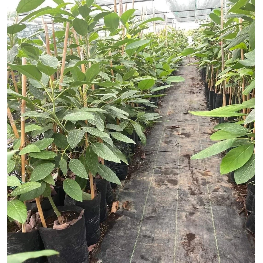 Hass Avokado Fidanı (3 Yaşında 100-120 cm)