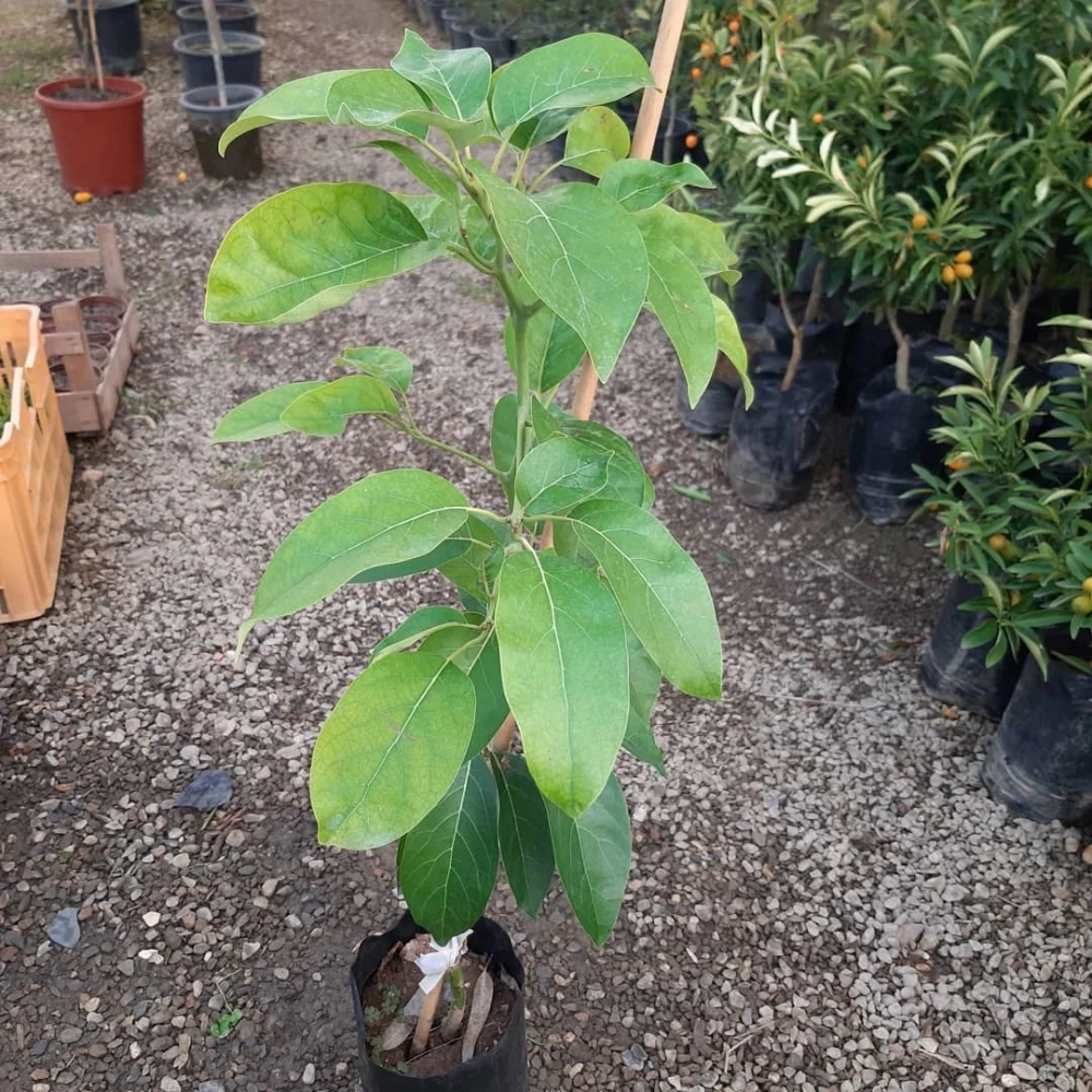 Hass Avokado Fidanı (3 Yaşında 100-120 cm)