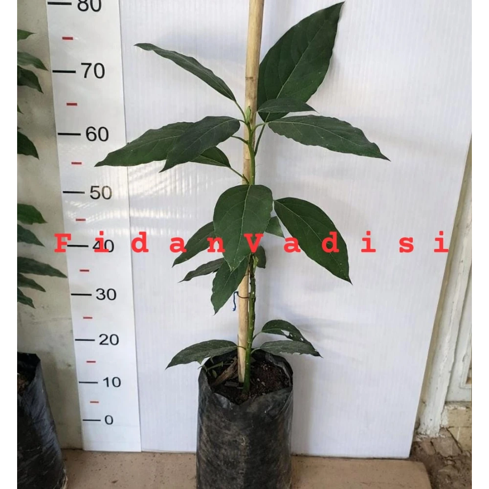 Hass Avokado Fidanı (1 Yaşında 50-80 cm)