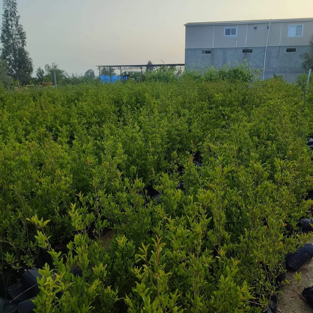 Hicaz Nar Fidanı (4 Yaşında 130-150 cm)