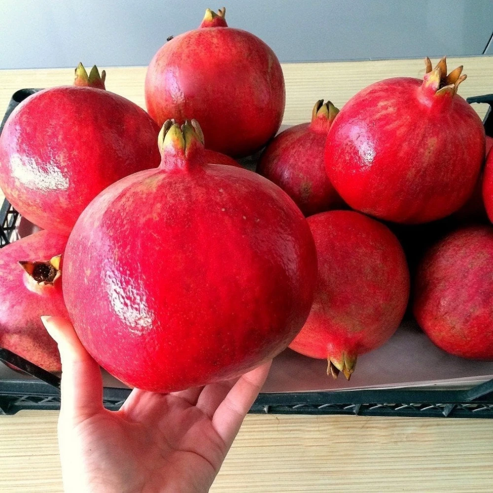 Hicaz Nar Fidanı (4 Yaşında 130-150 cm)