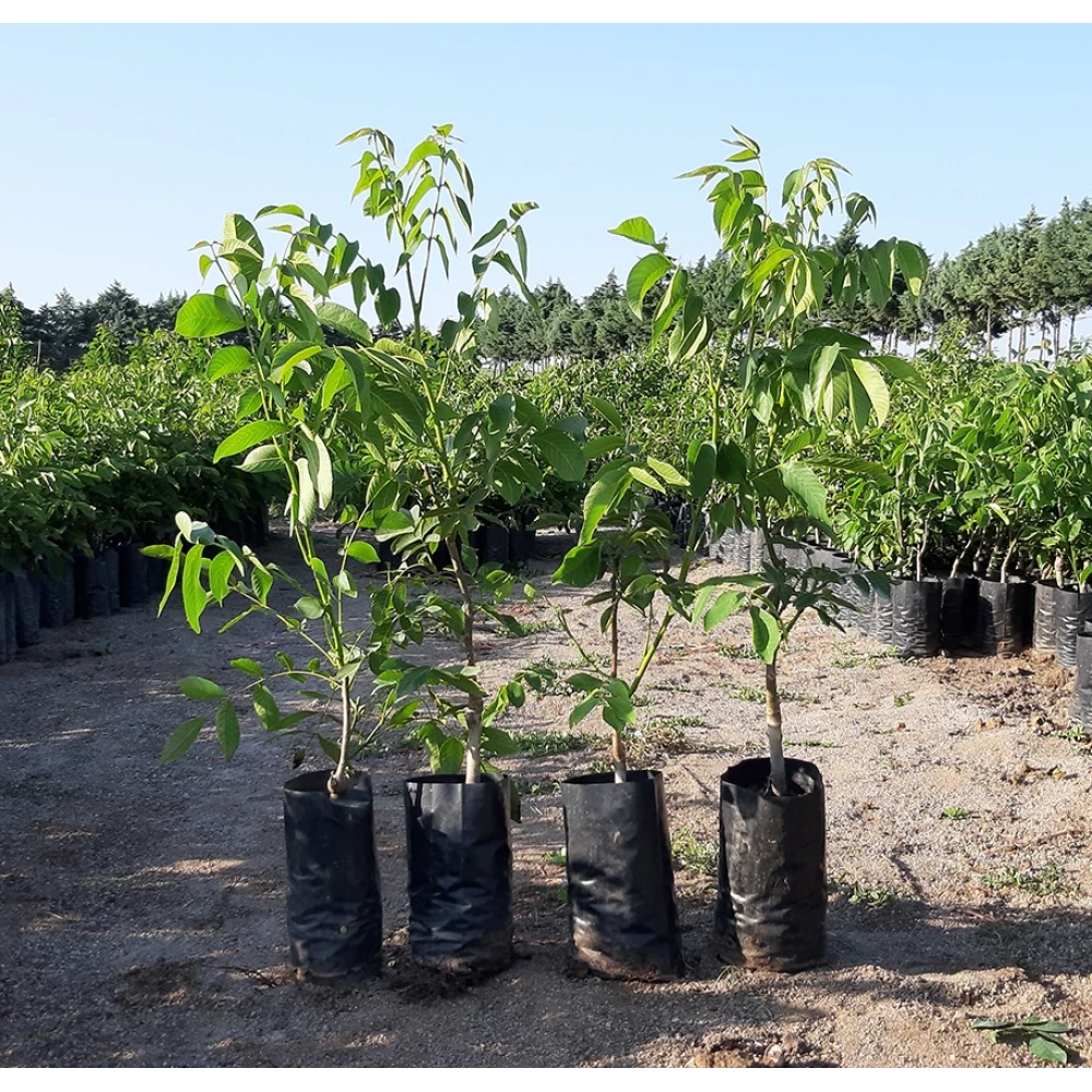 Howard Ceviz Fidanı (2 Yaşında 80-100 cm)