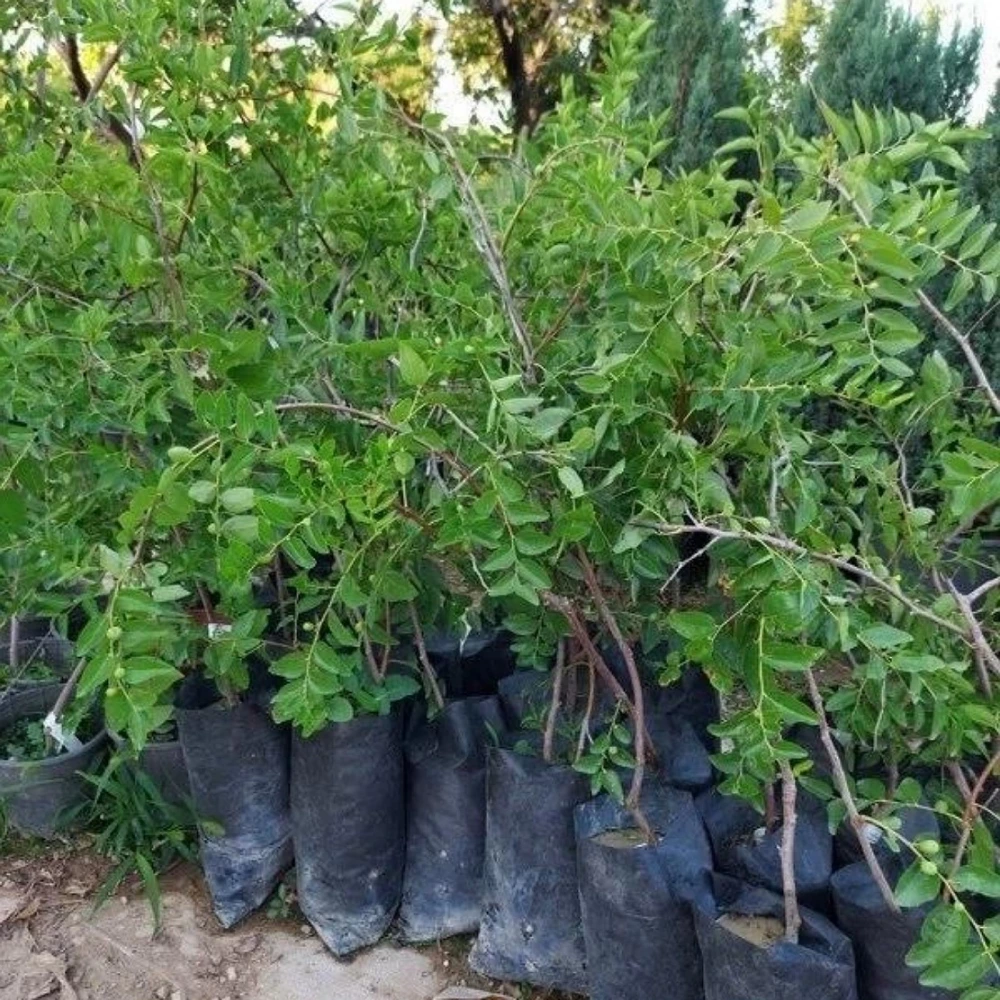 Hünnap Fidanı (4 Yaşında 100-120 cm)