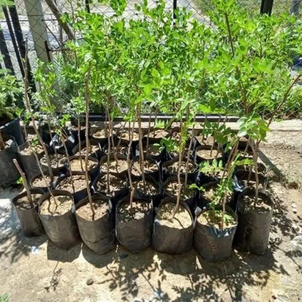 Hünnap Fidanı (4 Yaşında 100-120 cm)