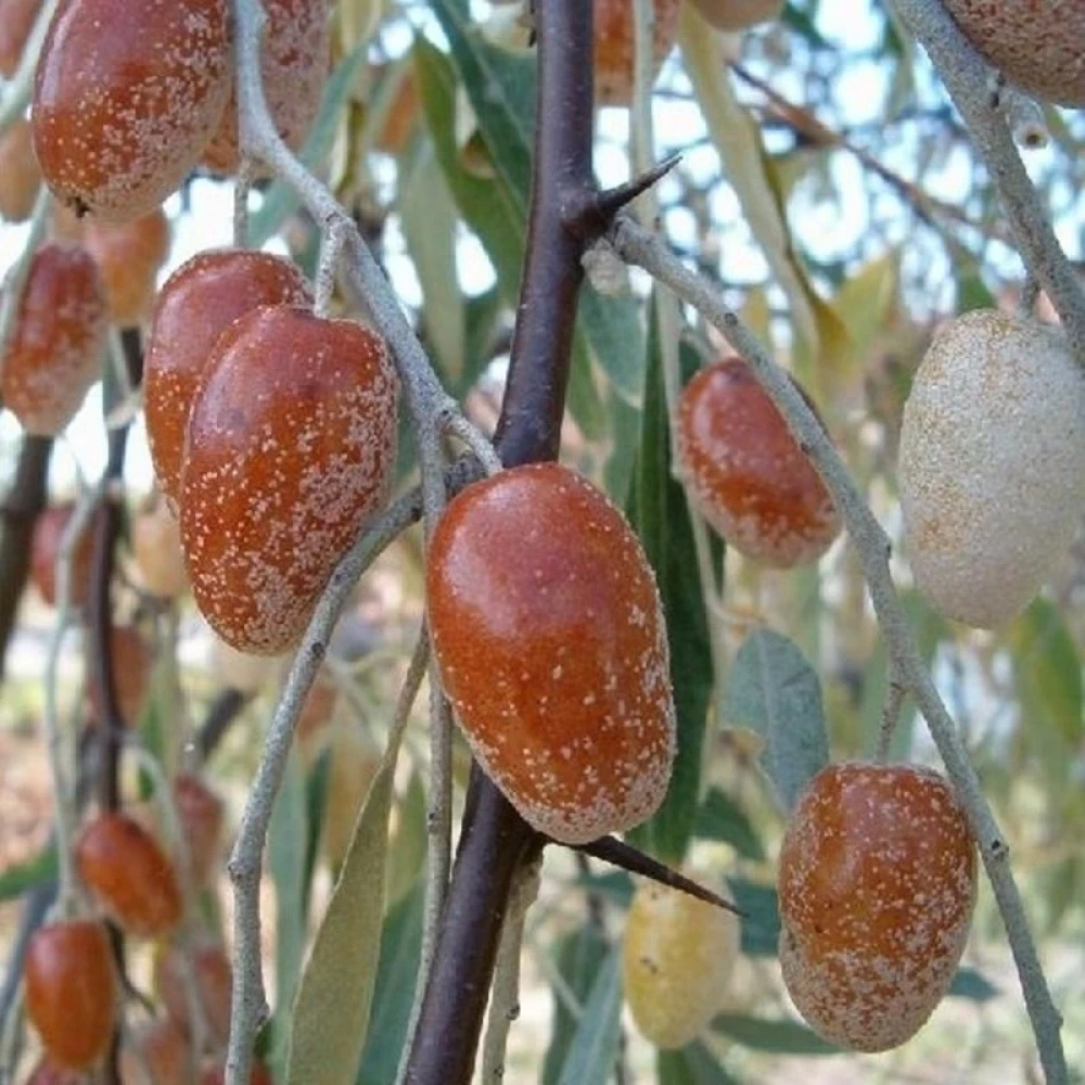 İğde Fidanı (4 Yaşında 130-150 cm)