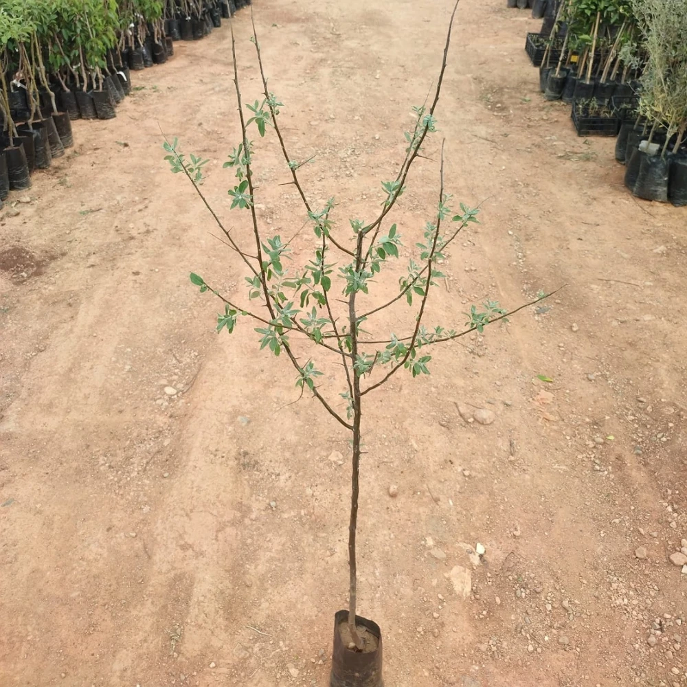 İğde Fidanı (4 Yaşında 130-150 cm)
