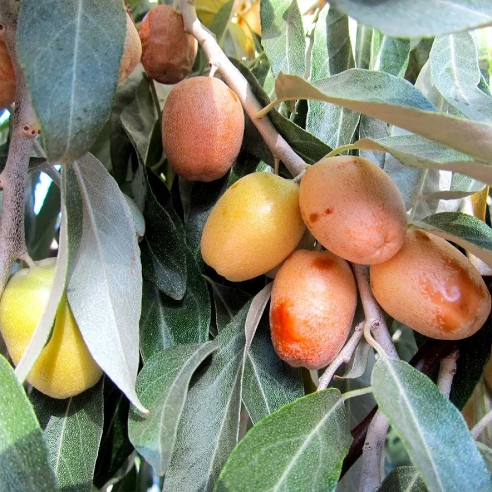 İğde Fidanı (4 Yaşında 130-150 cm)