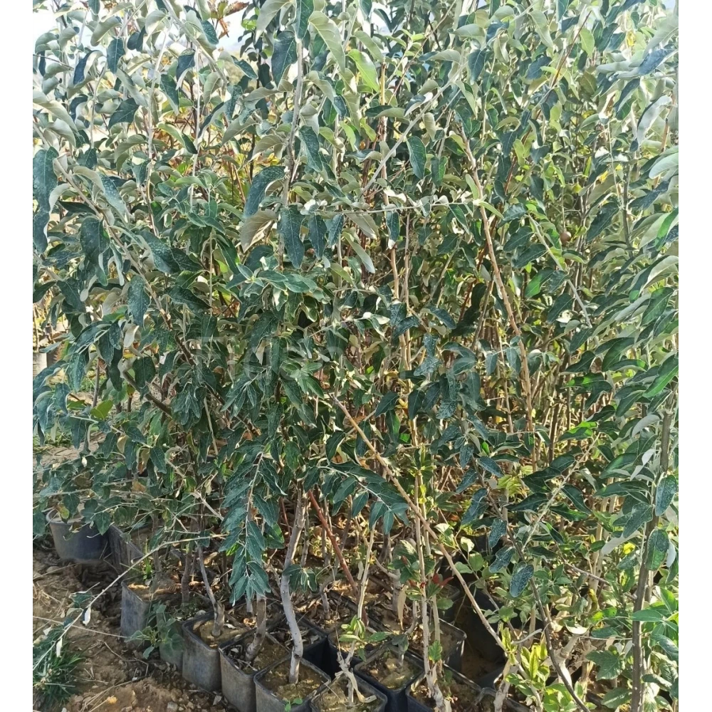 İğde Fidanı (4 Yaşında 130-150 cm)