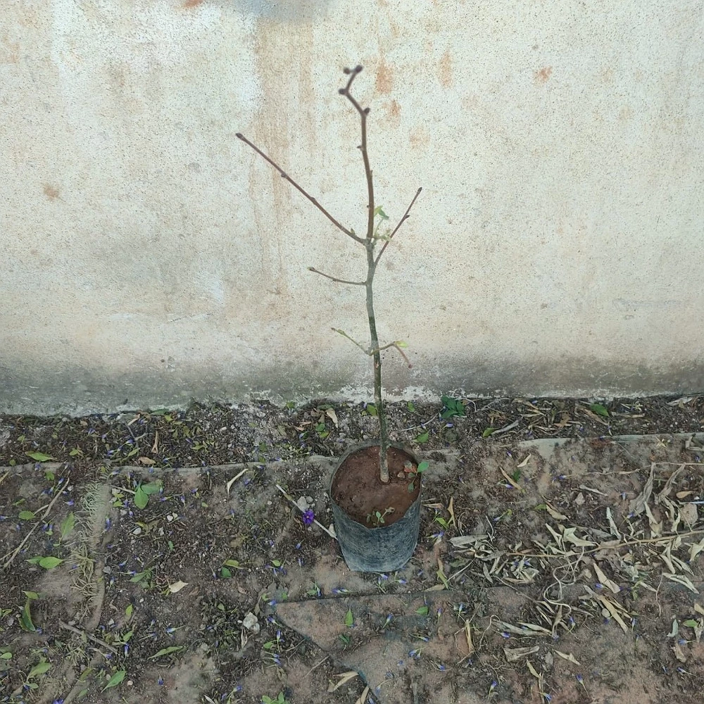 Ihlamur Fidanı (4 Yaşında 130-150 cm)