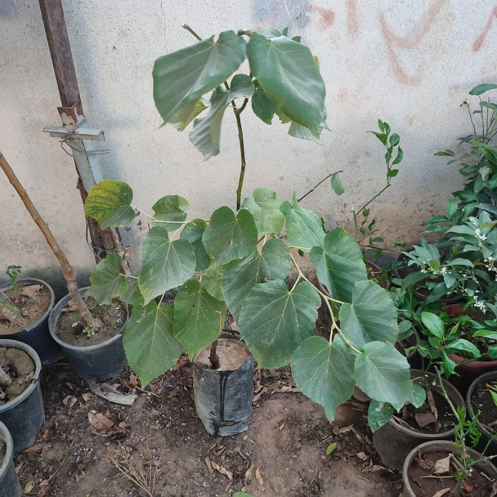 Ihlamur Fidanı (4 Yaşında 130-150 cm)