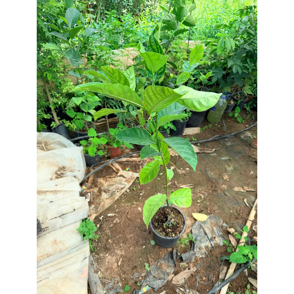 Jackfruit Fidanı (3 Yaşında 60-100 cm)