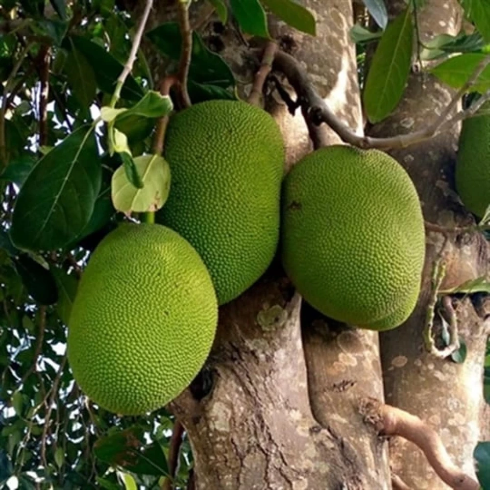 Jackfruit Fidanı (1 Yaşında 20-40 cm)