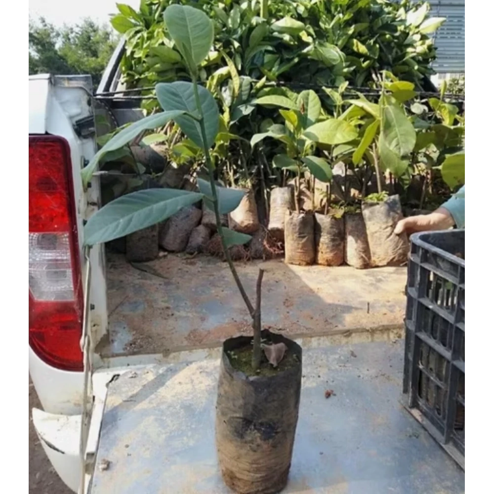 Jackfruit Fidanı (1 Yaşında 20-40 cm)