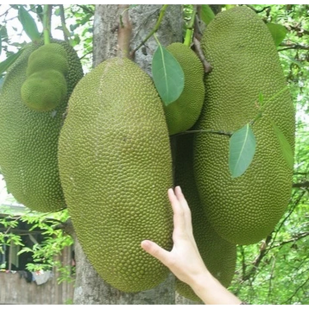 Jackfruit Fidanı (1 Yaşında 20-40 cm)