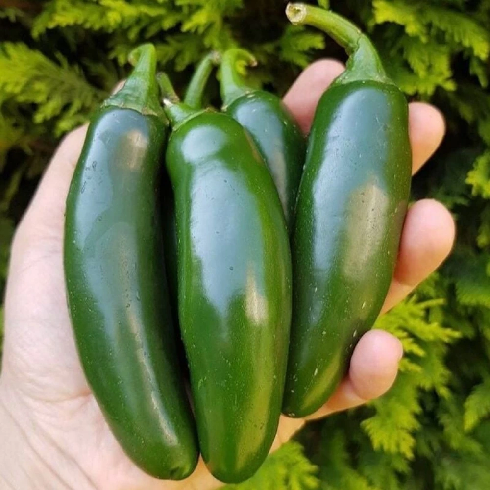 Jalepon Biber Fidesi