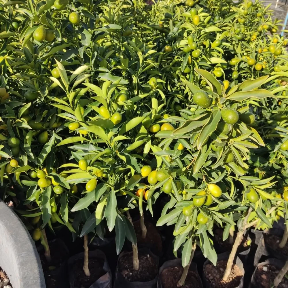 Kamkat (Kumkuat) Fidanı (3 Yaşında 50-70 cm)