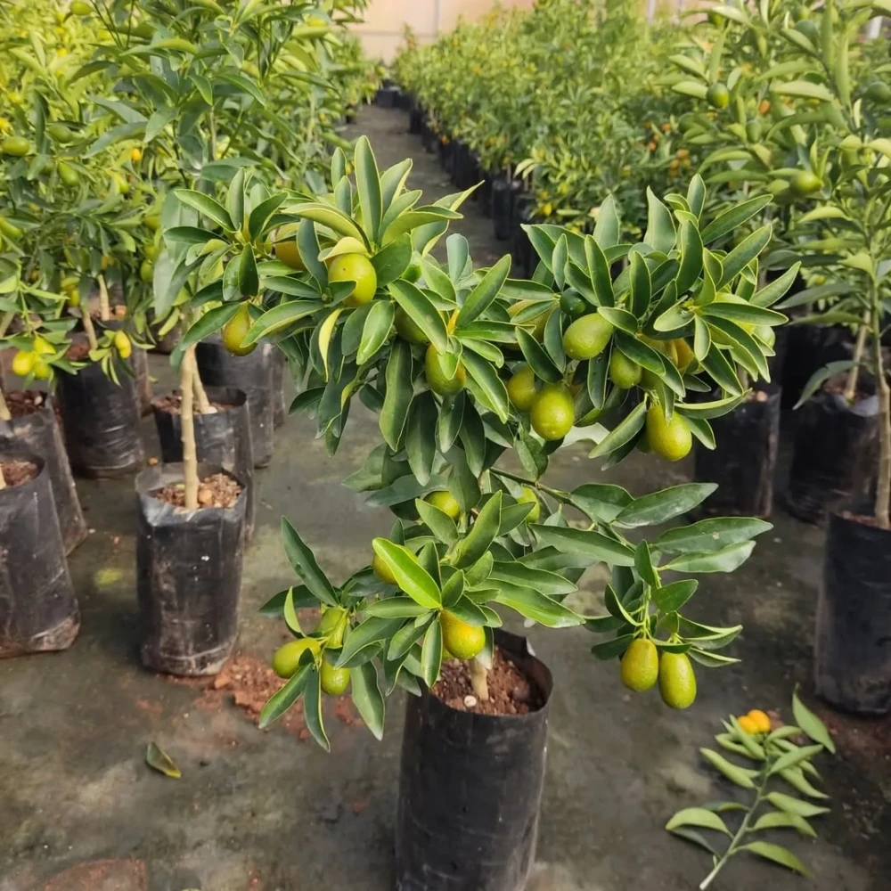 Kamkat (Kumkuat) Fidanı (3 Yaşında 50-70 cm)