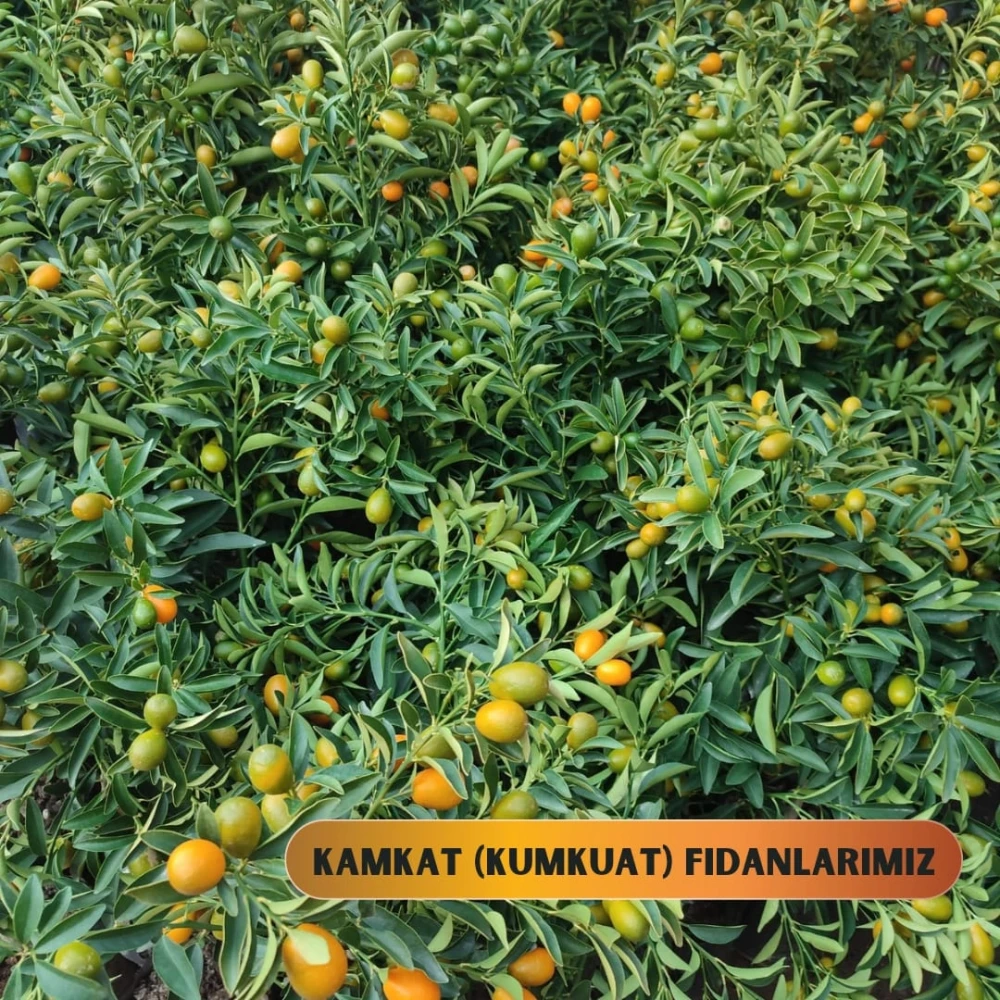 Kamkat (Kumkuat) Fidanı (3 Yaşında 50-70 cm)