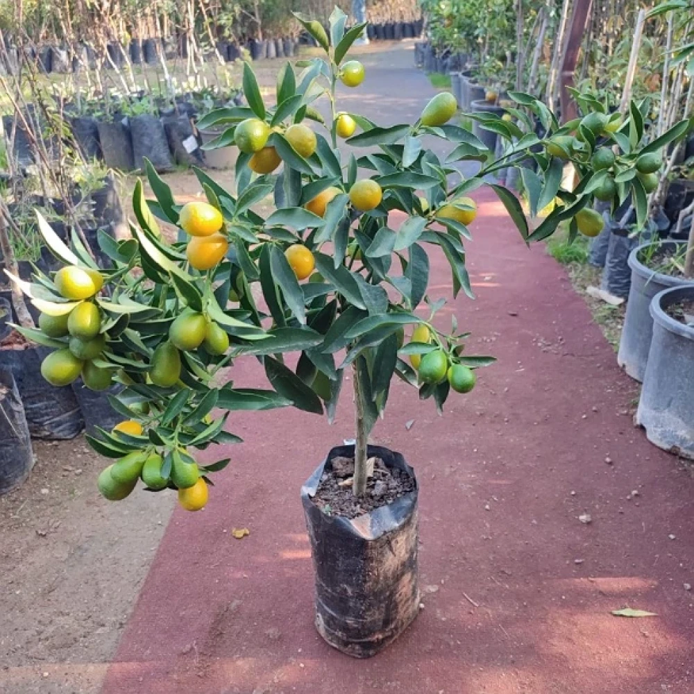 Kamkat (Kumkuat) Fidanı (3 Yaşında 50-70 cm)