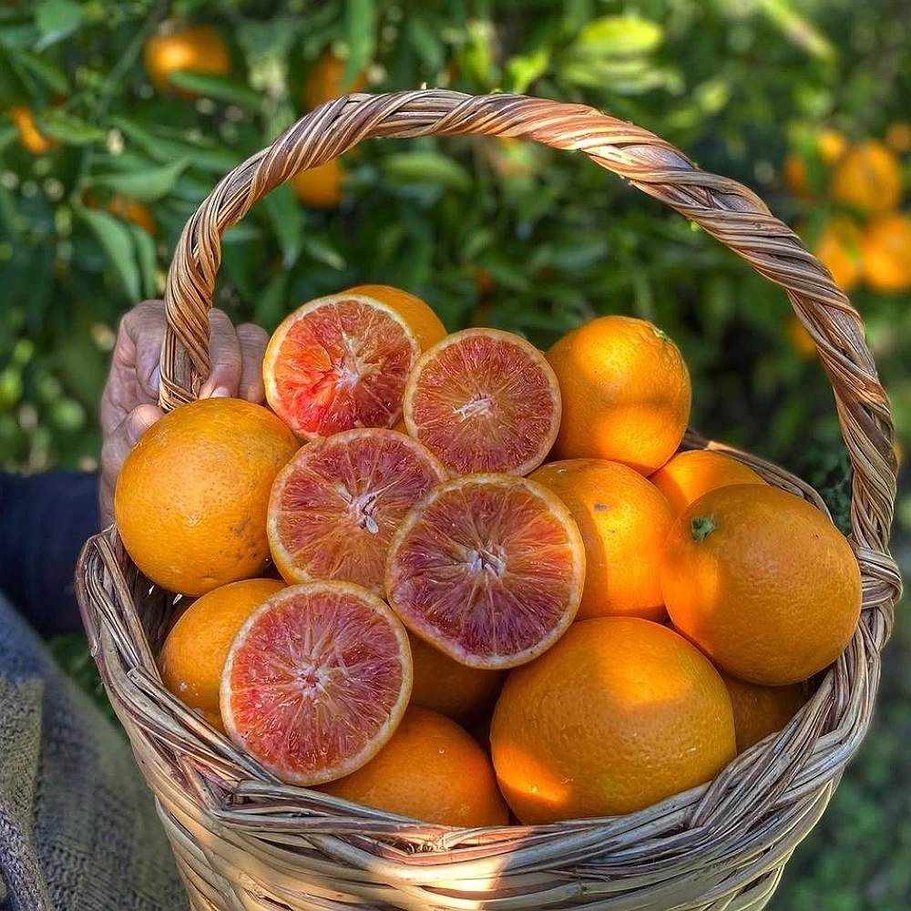 Kanlı Portakal Fidanı (3 Yaşında 100-120 cm)