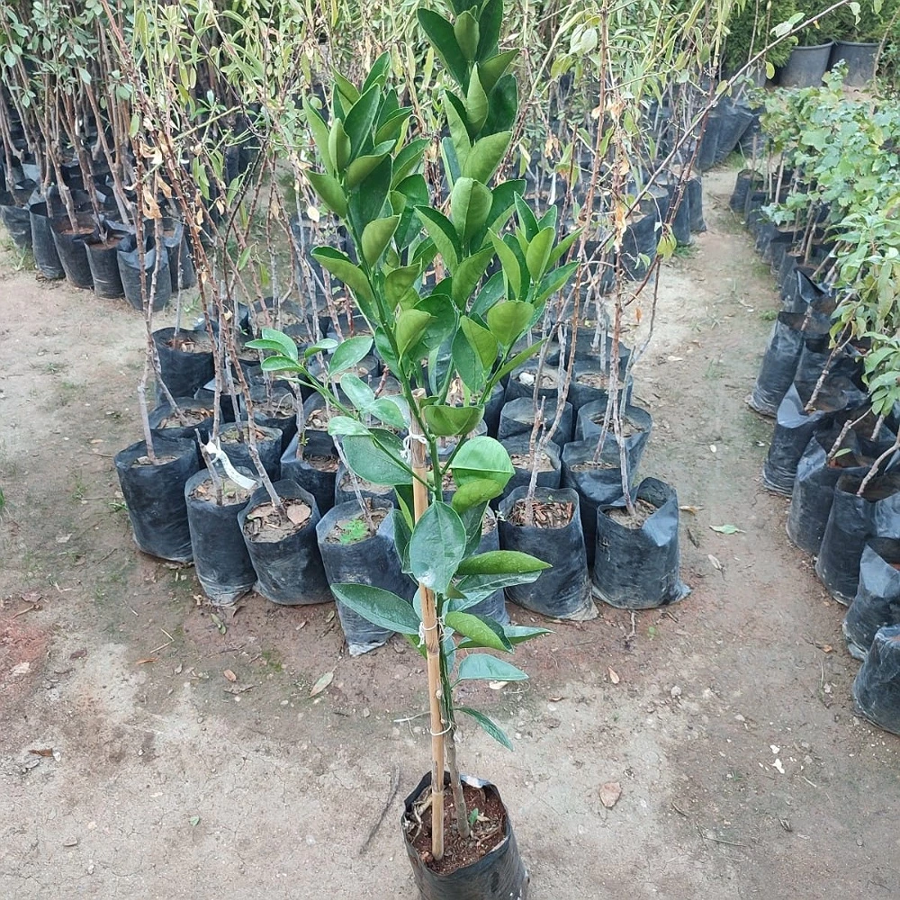 Kanlı Portakal Fidanı (3 Yaşında 100-120 cm)