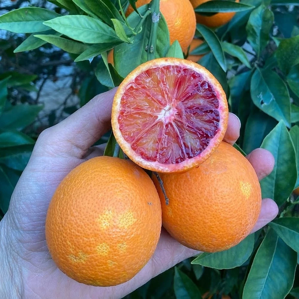 Kanlı Portakal Fidanı (3 Yaşında 100-120 cm)