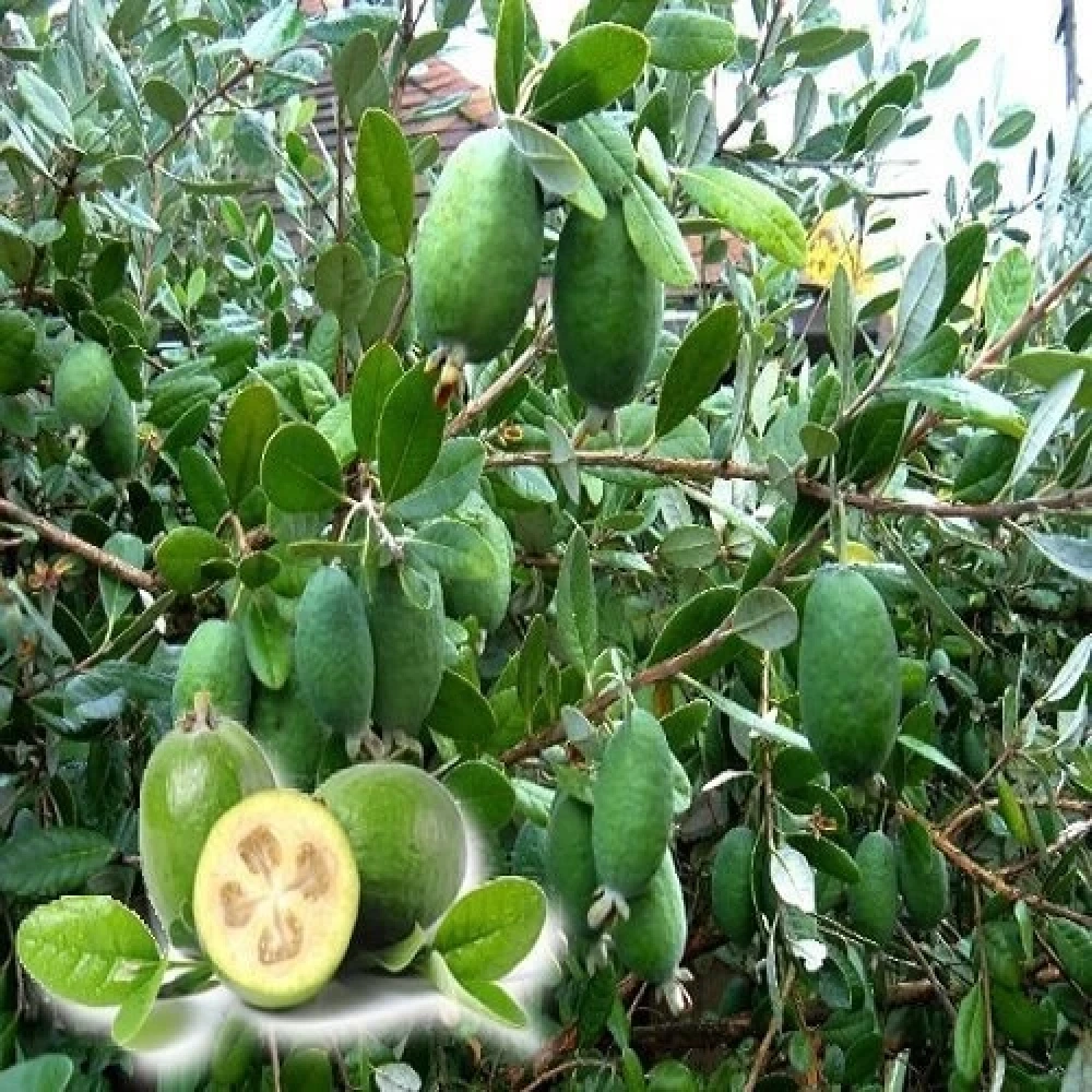 Kaymak Ağacı (Feijoa) Fidanı (2 Yaşında 60-80 cm)